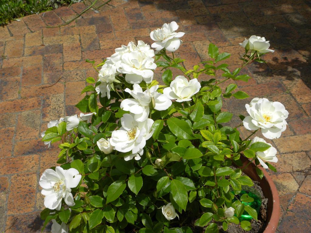 Applegarth B&B And Self-Catering Studios Cape Town Dış mekan fotoğraf